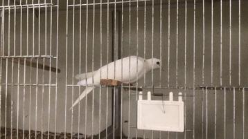 Tottelduif, lachduif, koerduif beschikbaar voor biedingen