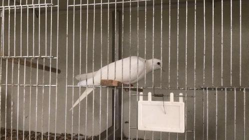 Tottelduif, lachduif, koerduif, Dieren en Toebehoren, Vogels | Duiven