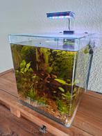 Aquarium 30 liter volledig ingericht met visjes en plantjes, Dieren en Toebehoren, Vissen | Aquaria en Toebehoren, Ophalen, Gevuld zoetwateraquarium