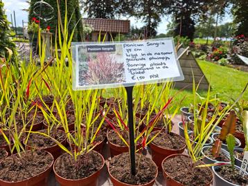 Te koop Panicum Virgatum "Sangria " beschikbaar voor biedingen