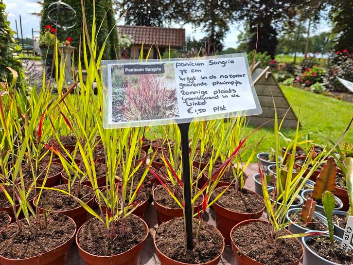 Te koop Panicum Virgatum "Sangria ", Tuin en Terras, Planten | Tuinplanten, Volle zon, Zomer, Ophalen of Verzenden