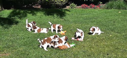 kooiker puppy's, Dieren en Toebehoren, Honden | Retrievers, Spaniëls en Waterhonden, Meerdere dieren, Spaniël, Particulier, Meerdere