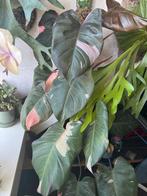 Philodendron pink princess met mospaal, Ophalen, Overige soorten, Minder dan 100 cm