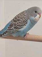 Split blackface blackwing dun fallow kans grijsvleugel, Meerdere dieren, Parkiet