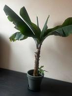 Grote bananenplant (Musa) 1.30 m – incl. 30 cm sierpot, Huis en Inrichting, Kamerplanten, Ophalen, 100 tot 150 cm, Fruitplant