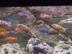 Mbuna cichliden, Dieren en Toebehoren, Vis, Zoetwatervis