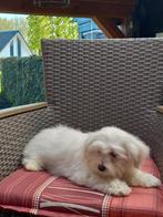 Te koop mooi speelse malthezer pup, Overige rassen, CDV (hondenziekte), 8 tot 15 weken, Meerdere