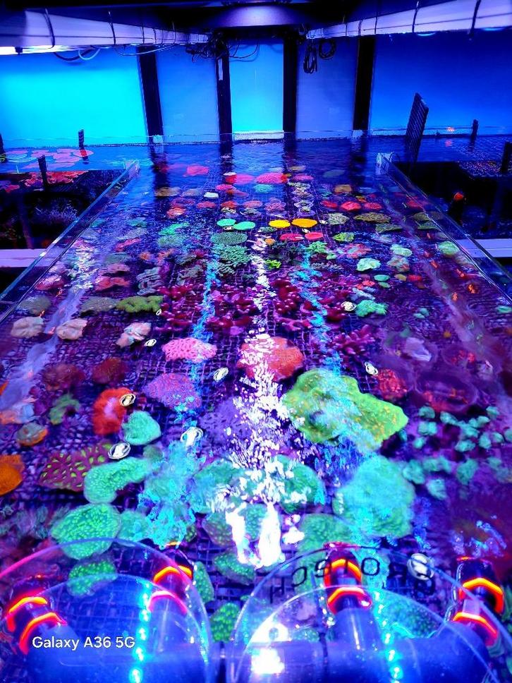Alles voor zeeaquarium, Dieren en Toebehoren, Vissen | Aquaria en Toebehoren, Nieuw, Gevuld zeewateraquarium, Ophalen