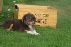 Australische herder pups australian shepherd 💖💖💖, Nederland, Rabiës (hondsdolheid), 15 weken tot 1 jaar, Meerdere