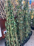 Klimop / AANBIEDING OP=OP!!!! NU € 4,95, Ophalen, Vaste plant, Halfschaduw, Klimplanten