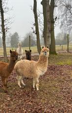 Alpaca merrie, Dieren en Toebehoren, Overige Dieren, April, Vrouwelijk