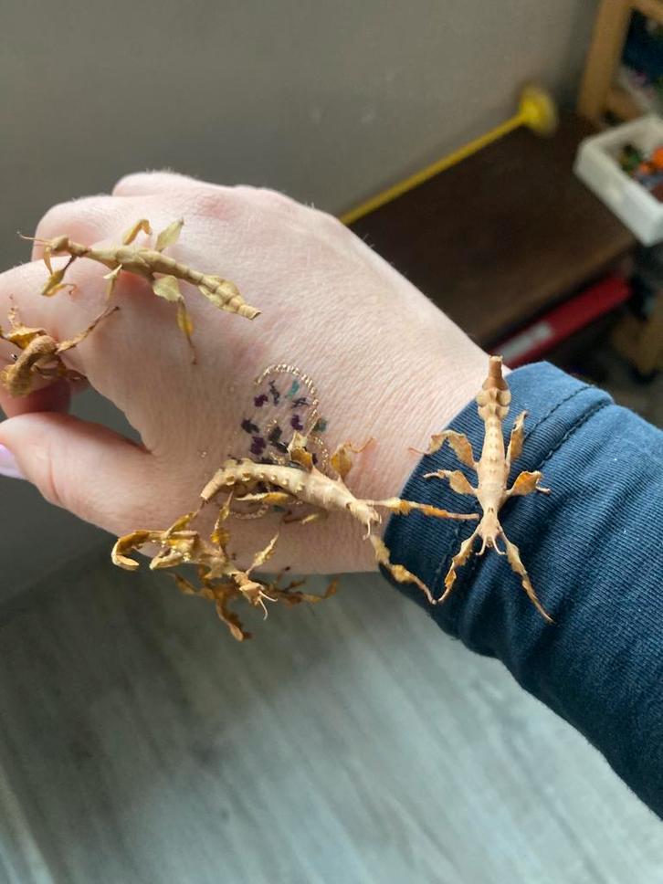 Australische Flappentakken 5 voor 2,-, Dieren en Toebehoren, Insecten en Spinnen, Wandelende tak