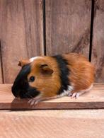 Lieve cavia beertjes, Cavia, Mannelijk, Mei, Tam