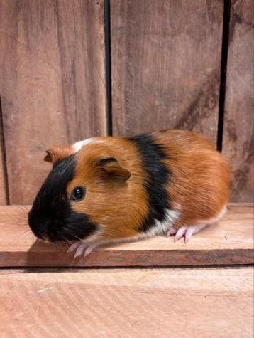 Lieve cavia beertjes beschikbaar voor biedingen