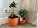 2 x ficus ginseng bonsai kamerplant, Huis en Inrichting, Kamerplanten, Ophalen, Ficus, Halfschaduw, Minder dan 100 cm