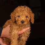 Prachtige klein blijvende toy poedel pups 2 teefjes 1 reutje, Dieren en Toebehoren, Poedel, CDV (hondenziekte), 8 tot 15 weken