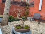 Bonsai Acer palmatum, Ophalen, Bloeit niet, Halfschaduw, Overige soorten