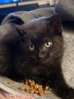 looking for a forever home, Dieren en Toebehoren, Katten en Kittens | Overige Katten, Poes, Kortharig, 0 tot 2 jaar