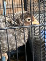 Drents hoen koekkoekpatrijs kuikens, Meerdere dieren, Kip