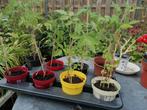 Tomaten plantjes met tray en potjes gratis zijn mooie tomate, Ophalen, Volle zon, Groenteplanten, Eenjarig