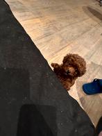 Kleine Toypoodle toy poedel toypoedel puppy reu, Dieren en Toebehoren, Honden | Chihuahua's en Gezelschapshonden, Poedel, Reu