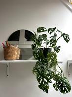 Monstera kamerplant in een donkergroene pot, Ophalen, Palm, Halfschaduw, In pot