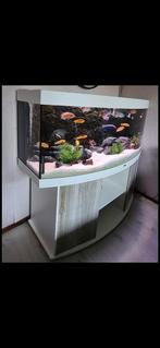 Juwel vision 450, Dieren en Toebehoren, Vissen | Aquaria en Toebehoren, Ophalen, Zo goed als nieuw, Gevuld zoetwateraquarium