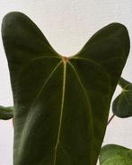 Anthurium 'Barong' Goliath x Red spider, Ophalen of Verzenden, Overige soorten, Minder dan 100 cm