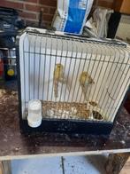 Geel mozaïek kanarie's, Dieren en Toebehoren, Vogels | Kanaries, Meerdere dieren, Kleurkanarie