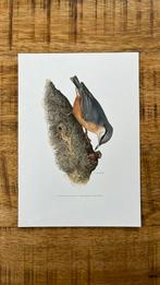 Boomklever vogel prent, Minder dan 50 cm, Print, Minder dan 50 cm, Ophalen of Verzenden