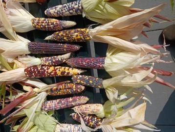 Siermais, mais,  gekleurdemais. decoratie, aardbeienmais  beschikbaar voor biedingen