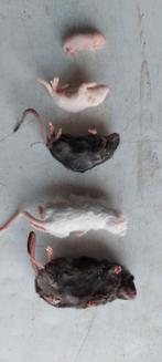 Diepvries muizen en ratten, Slang