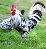GROTE HANEN.............. MIDDEL-GROTE HANEN................, Dieren en Toebehoren, Pluimvee, Mannelijk, Kip