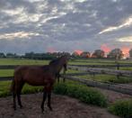 Gezocht: zomerweidegang voor jaarling, Weidegang, 1 paard of pony