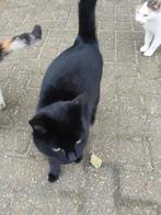 Kittens, Dieren en Toebehoren, Katten en Kittens | Overige Katten, Meerdere dieren