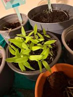 Moestuin Plantjes  Snack Paprika, Volle zon, Groenteplanten, Zomer, Verzenden