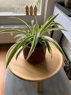 kamerplanten met bloempot vele soorten v.a 1,50 incl.sierpot, Overige soorten, In pot, Minder dan 100 cm, Groene kamerplant