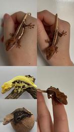 Wimpergekko full pinstripe dark base lilly white 0.0.1, Hagedis, Tam, 0 tot 2 jaar