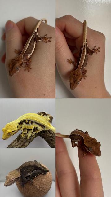 Wimpergekko full pinstripe dark base lilly white 0.0.1 beschikbaar voor biedingen