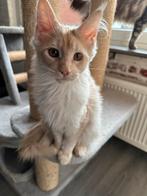 Nog 2 Licht rode en creme kleurige Maincoon kittens, Dieren en Toebehoren, Katten en Kittens | Raskatten | Langhaar, Meerdere dieren