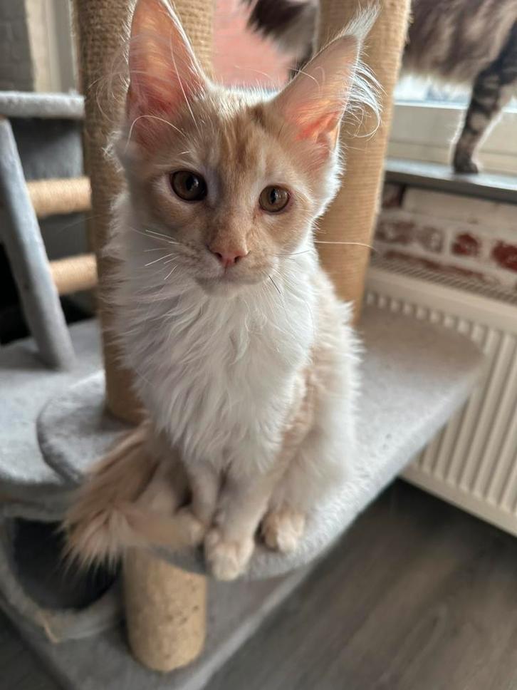 Nog 2 Licht rode en creme kleurige Maincoon kittens, Dieren en Toebehoren, Katten en Kittens | Raskatten | Langhaar, Meerdere dieren