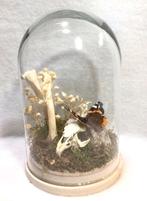 Stolp met konijnen botten met stolp, Verzamelen, Dierenverzamelingen, Ophalen of Verzenden, Nieuw, Insect, Opgezet dier