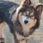 Huskita reu en teef aangeboden, CDV (hondenziekte), 1 tot 2 jaar, Poolhond, Meerdere