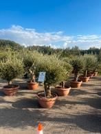 Top kwaliteit olijfbomen voor een spotprijs!, Tuin en Terras, Planten | Bomen, 100 tot 250 cm, Olijfboom, Zomer, Ophalen