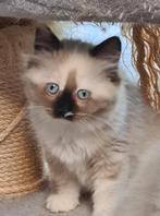 Poesje ijNeva Masquerade X Cyperse korthaar/Britse langhaar, Poes, Ontwormd, 0 tot 2 jaar