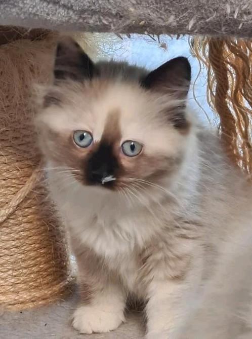 Poesje Neva Masquerade X Cyperse korthaar/Britse langhaar, Dieren en Toebehoren, Katten en Kittens | Raskatten | Langhaar, Poes