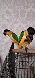 Zwartkop Caique Super Tam, Dieren en Toebehoren, Vogels | Parkieten en Papegaaien, Meerdere dieren, Papegaai, Tam