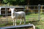 Wiltshire Horn ram, Dieren en Toebehoren, Schapen, Geiten en Varkens, Mannelijk, Schaap, 0 tot 2 jaar