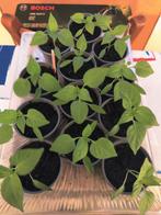 Paprika moestuin planten, Ophalen, Volle zon, Groenteplanten, Eenjarig