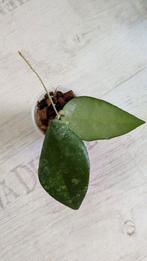 Hoya caudata, Ophalen of Verzenden, Overige soorten, Minder dan 100 cm